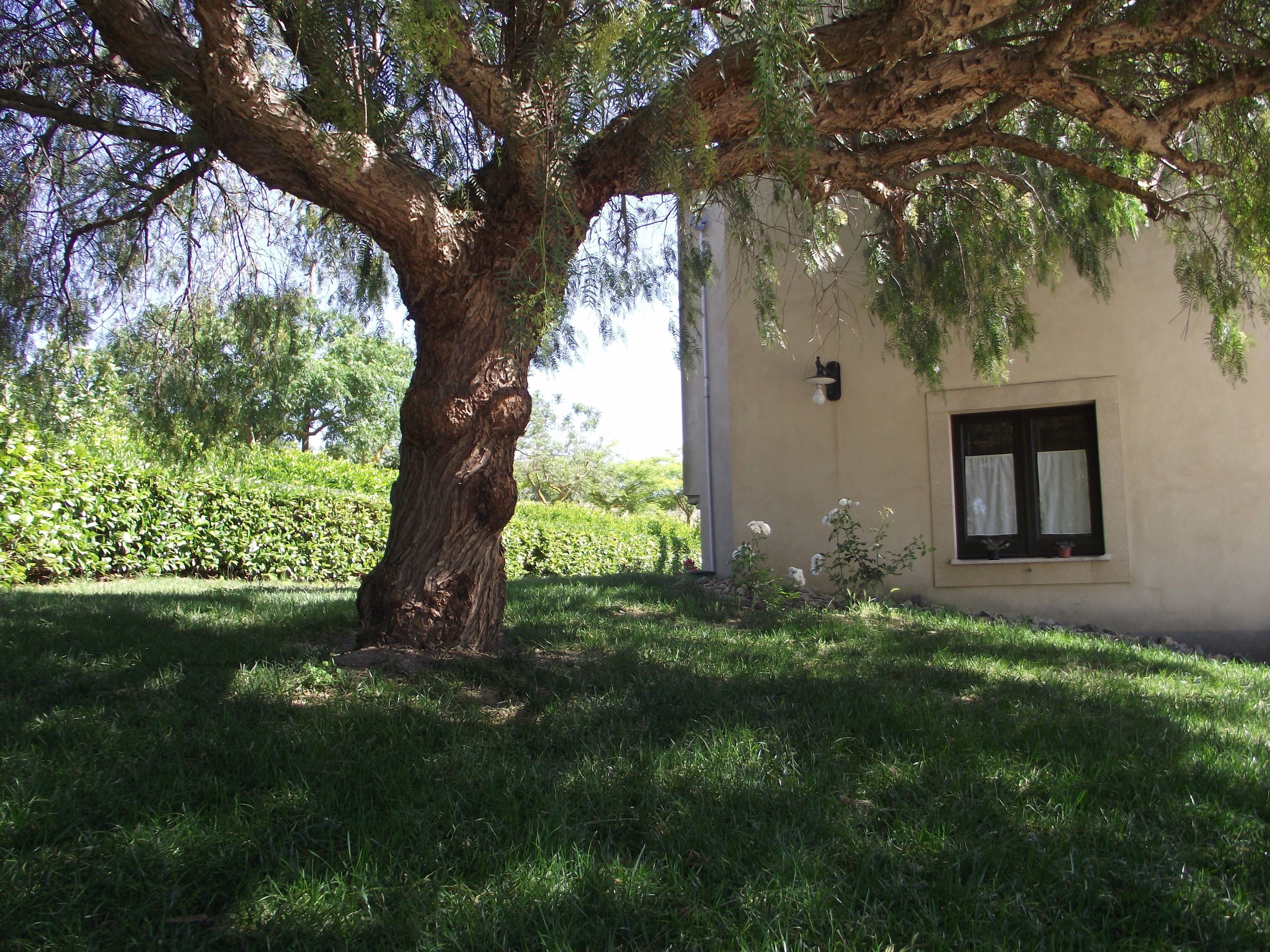 Un árbol grande frente a un edificio con una ventana y un pequeño jardín.