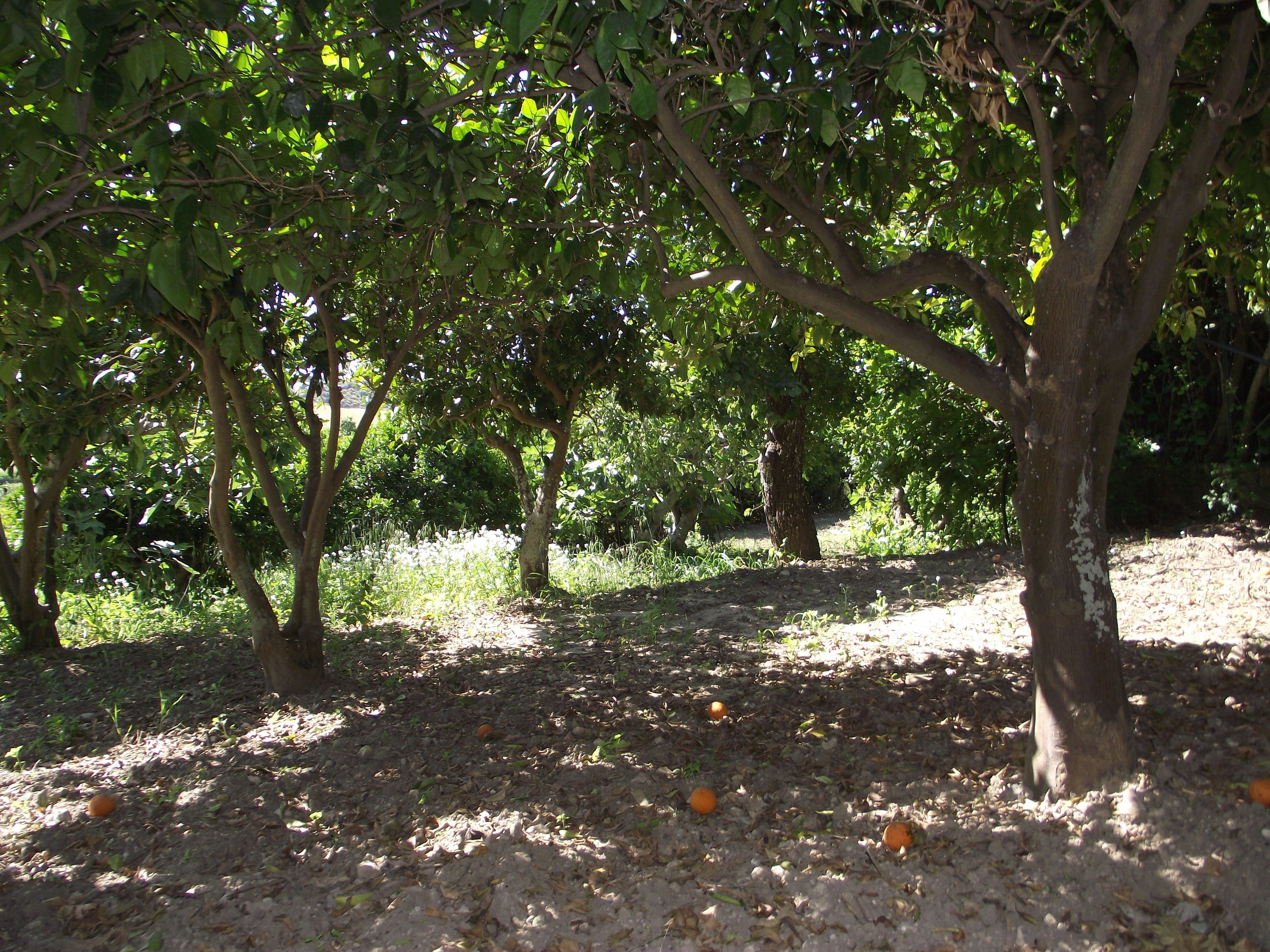 An orchard with trees bearing fruit and a ground covered with fallen leaves.