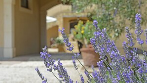 Un patio con plantas de lavanda y un edificio con arcos.