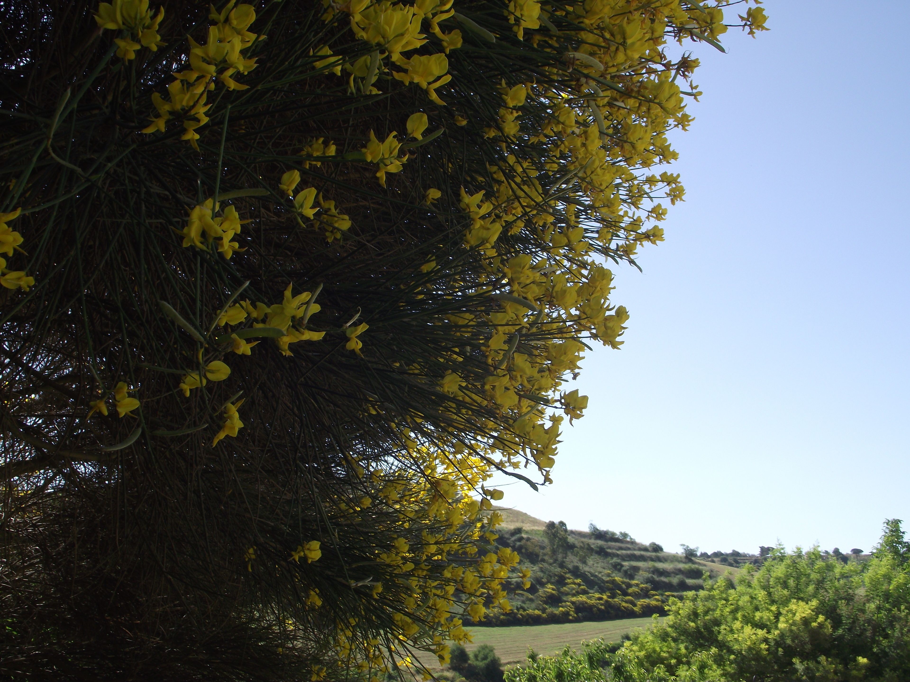 A landscape with a tree bearing yellow flowers, a clear sky, and a hilly background.