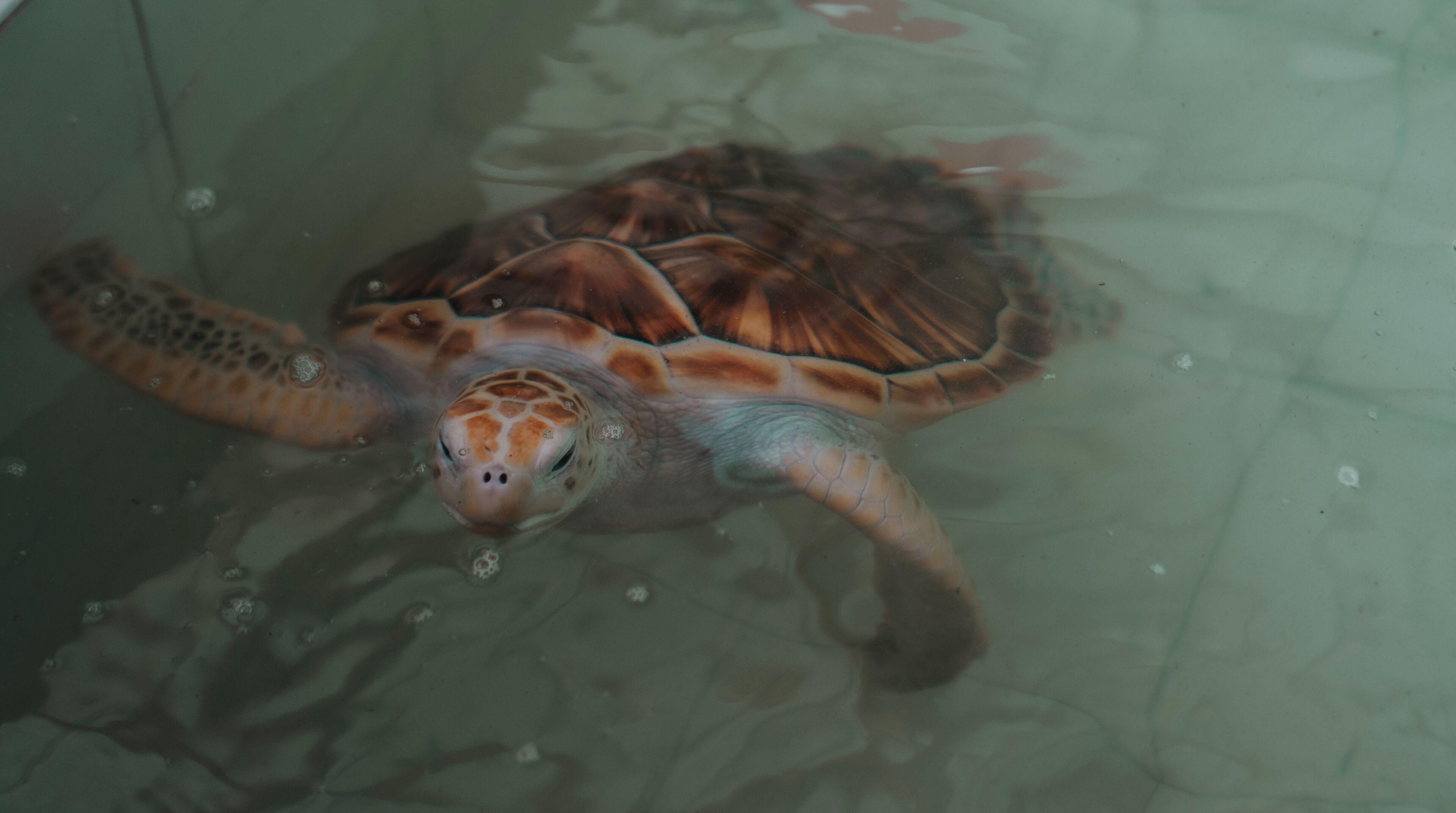 Una tortuga marina nadando en aguas transparentes.