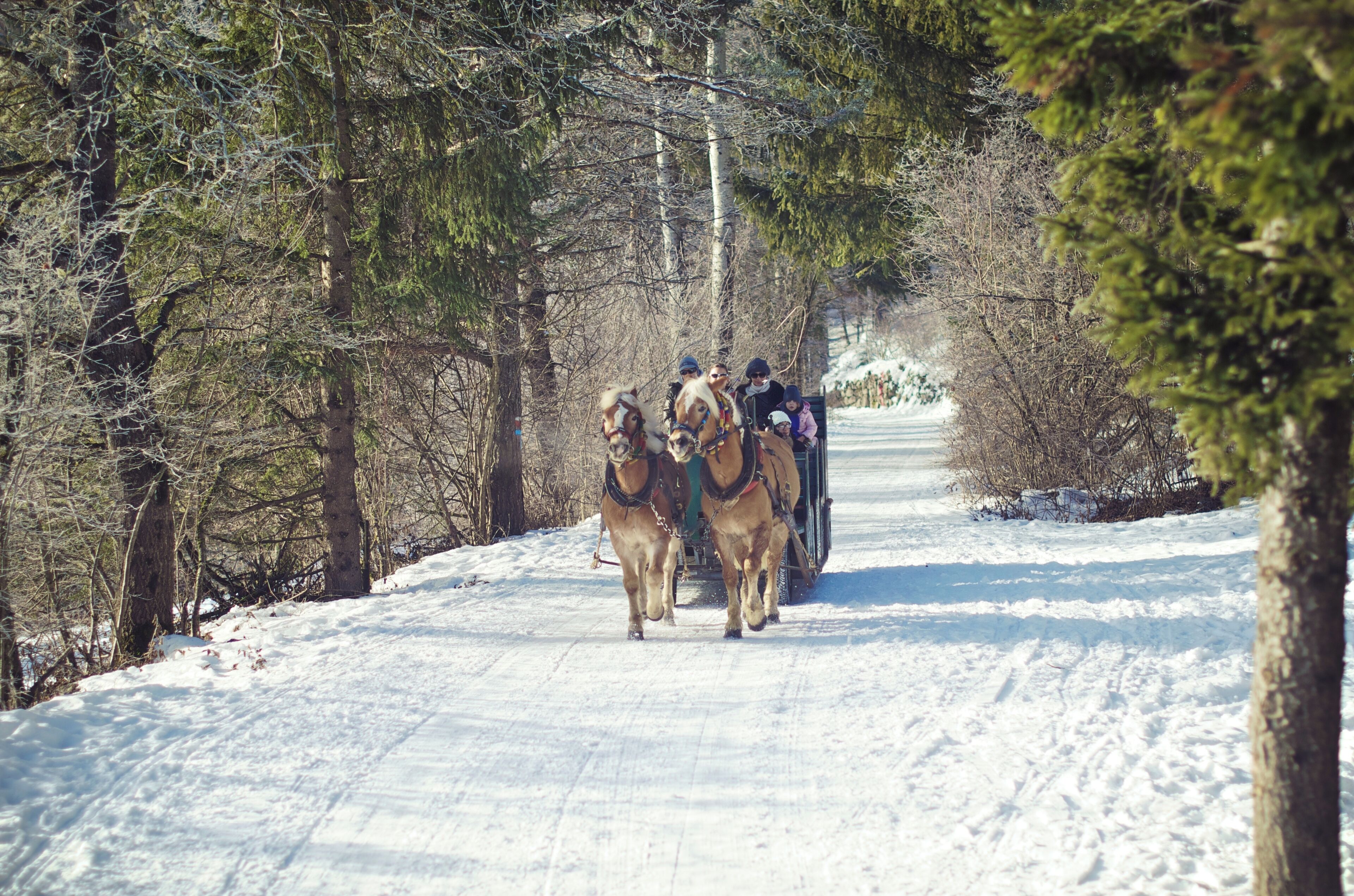 Un camino nevado con un carruaje tirado por caballos.