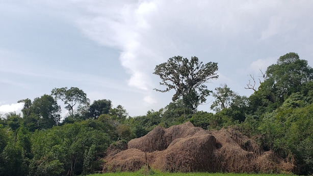 Una escena tranquila a orillas del río, con un montón de heno o paja en la orilla, rodeado de exuberante vegetación y árboles.