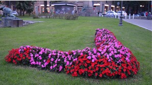 A flower bed shaped like a snake with red and pink flowers.
