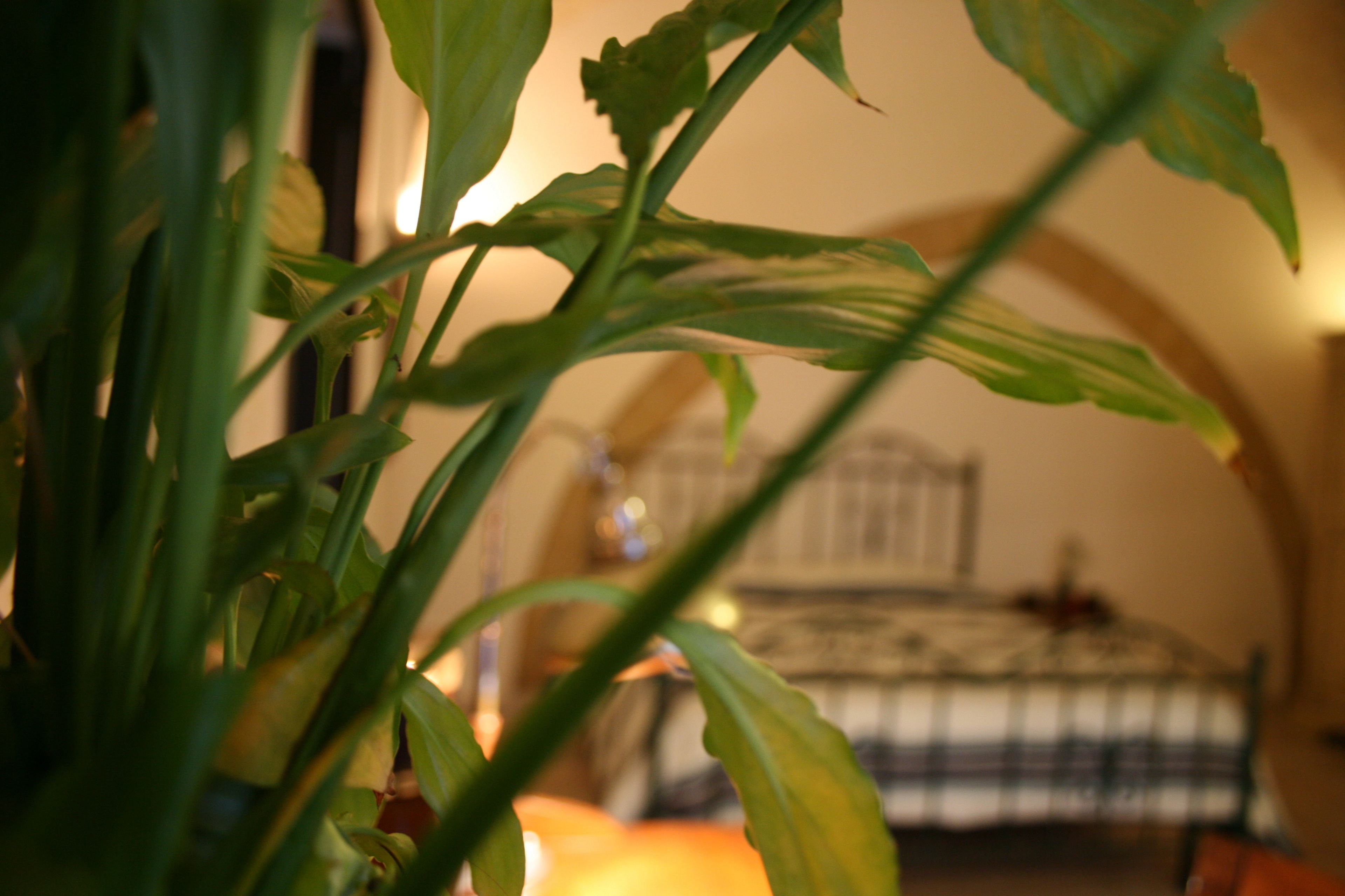 Una habitación con una cama, una lámpara y una planta.