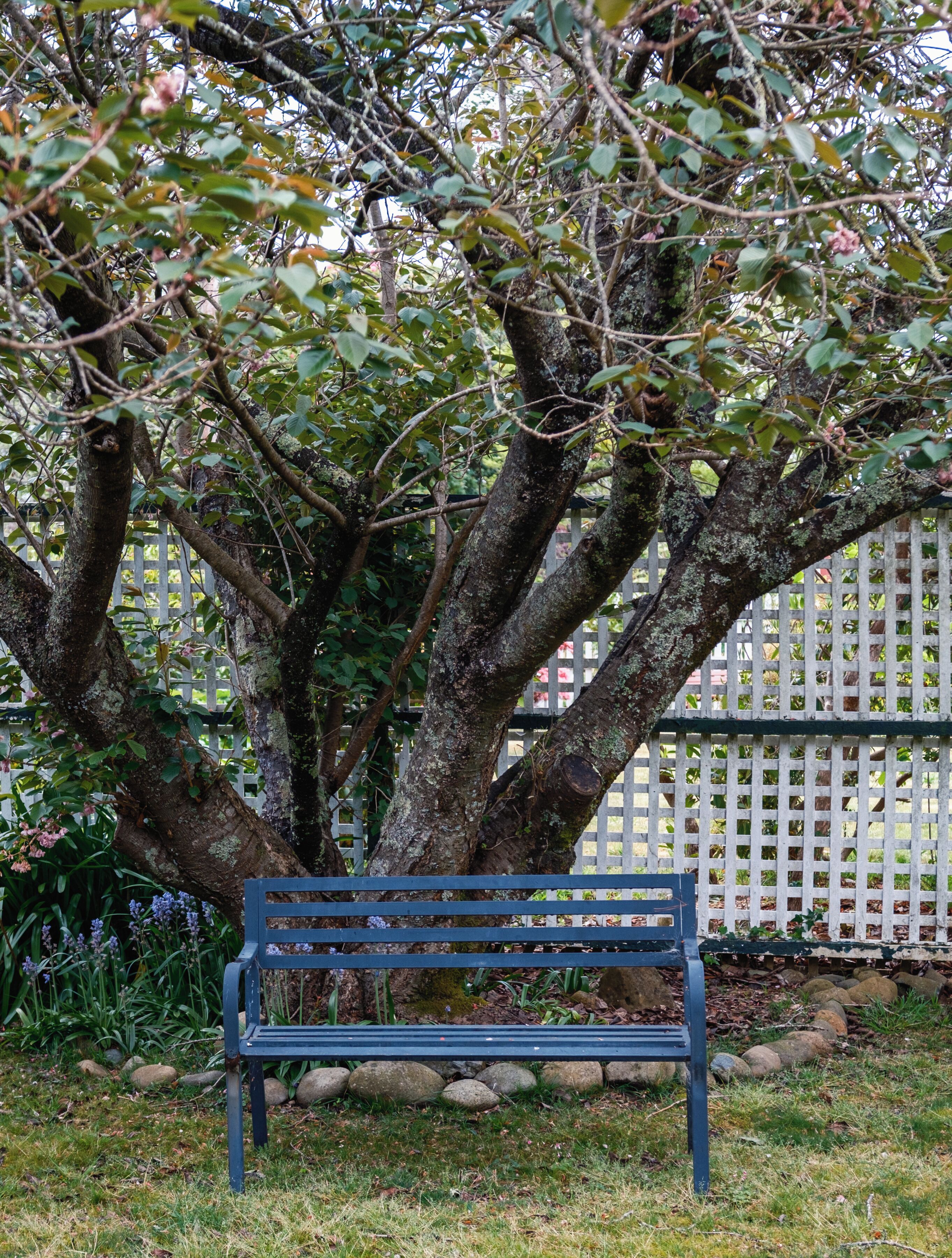 A bench under a tree with a white picket fence in the background.