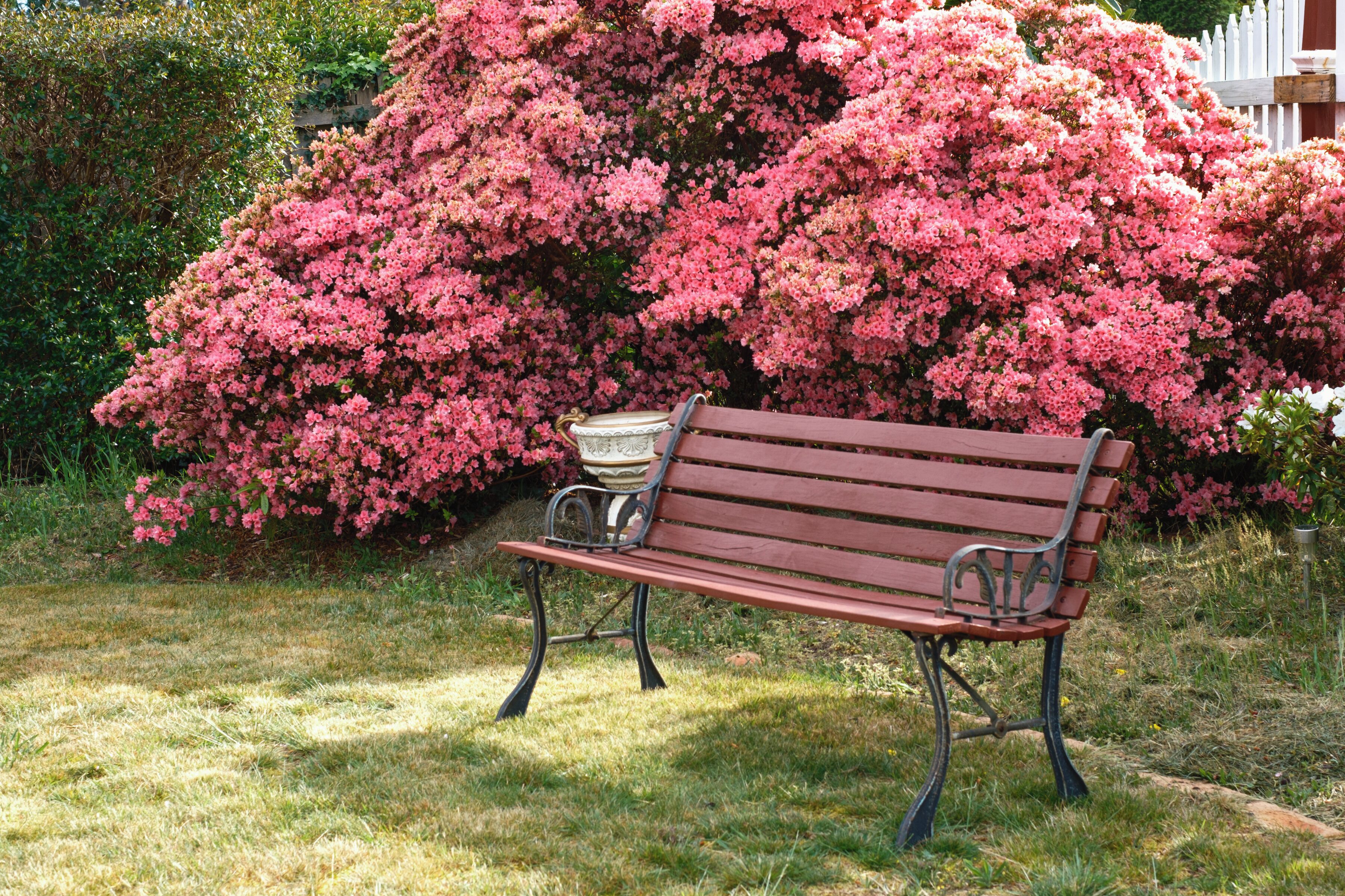 Um banco com estrutura de metal e ripas de madeira, posicionado numa área ajardinada com um grande arbusto de flores cor-de-rosa ao fundo.