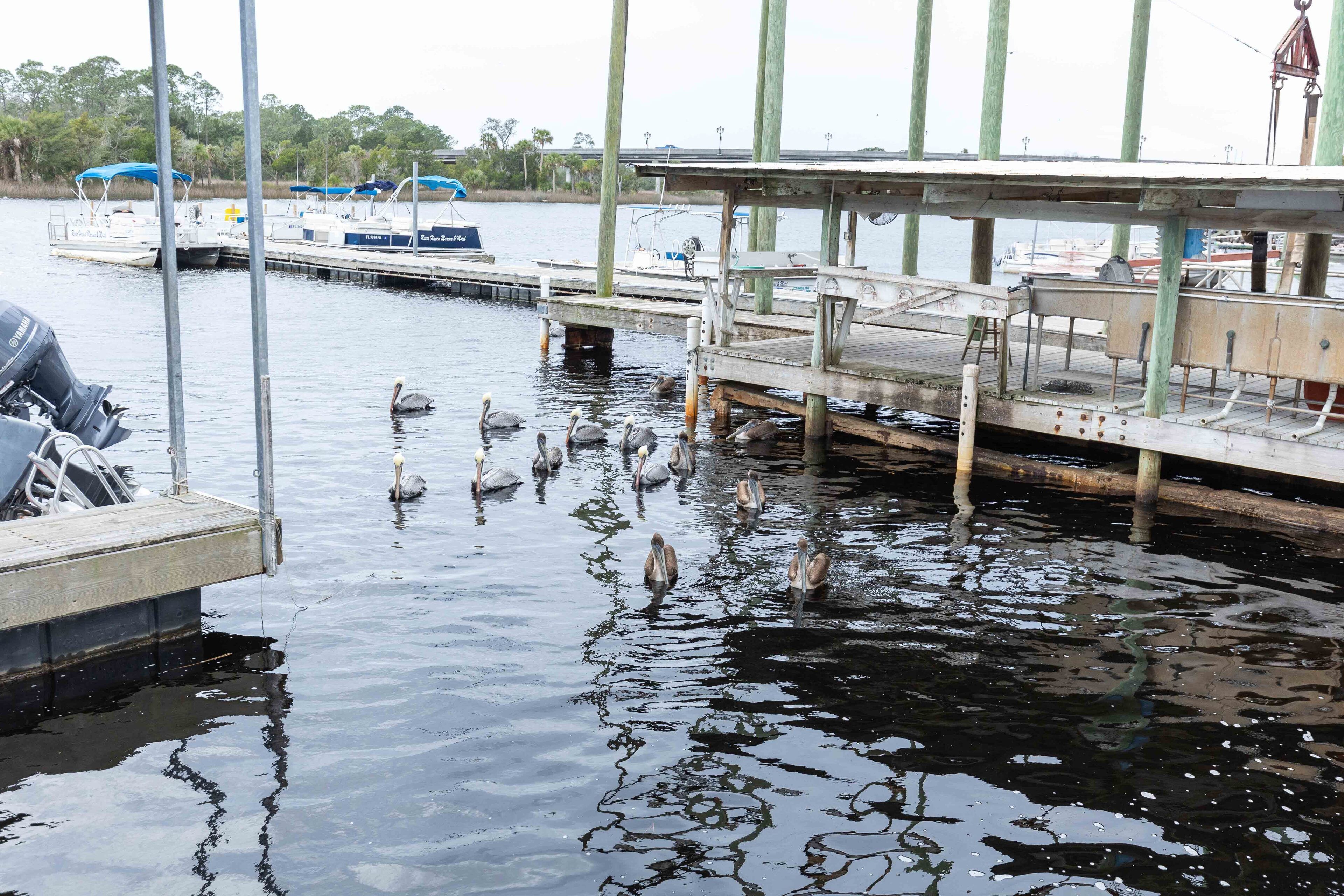 Un puerto deportivo con barcos amarrados, un muelle de madera y varios patos nadando en el agua.