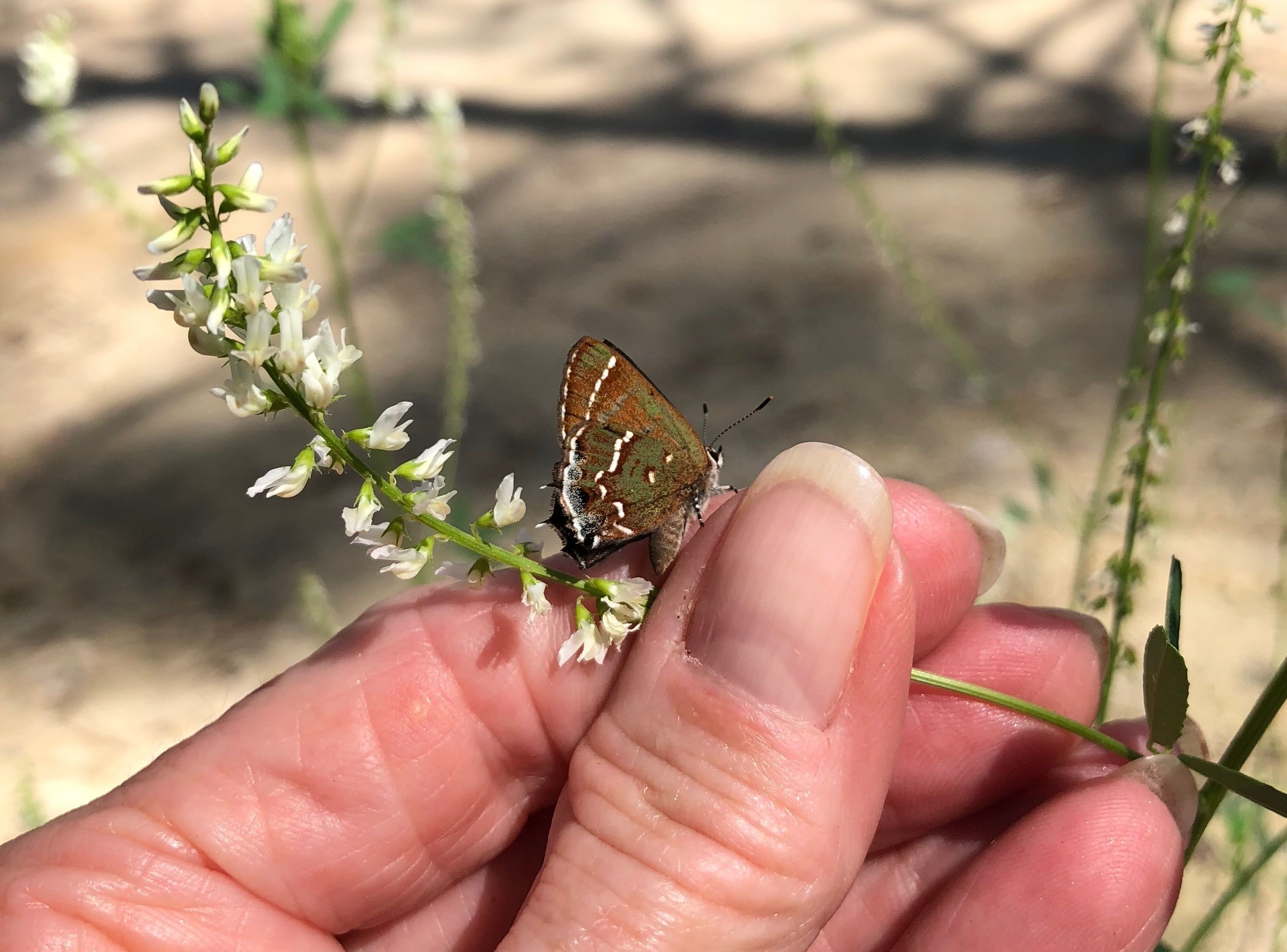 A butterfly on a plant.