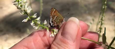 A butterfly on a plant.