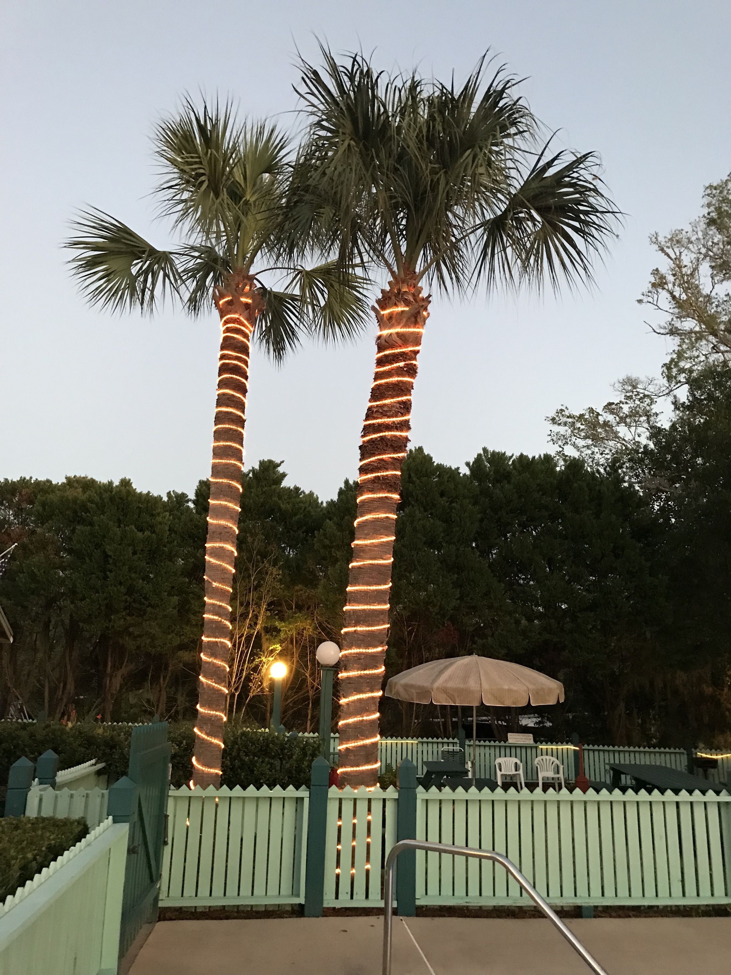 Two palm trees wrapped with string lights, a white picket fence, and a bench with an umbrella.