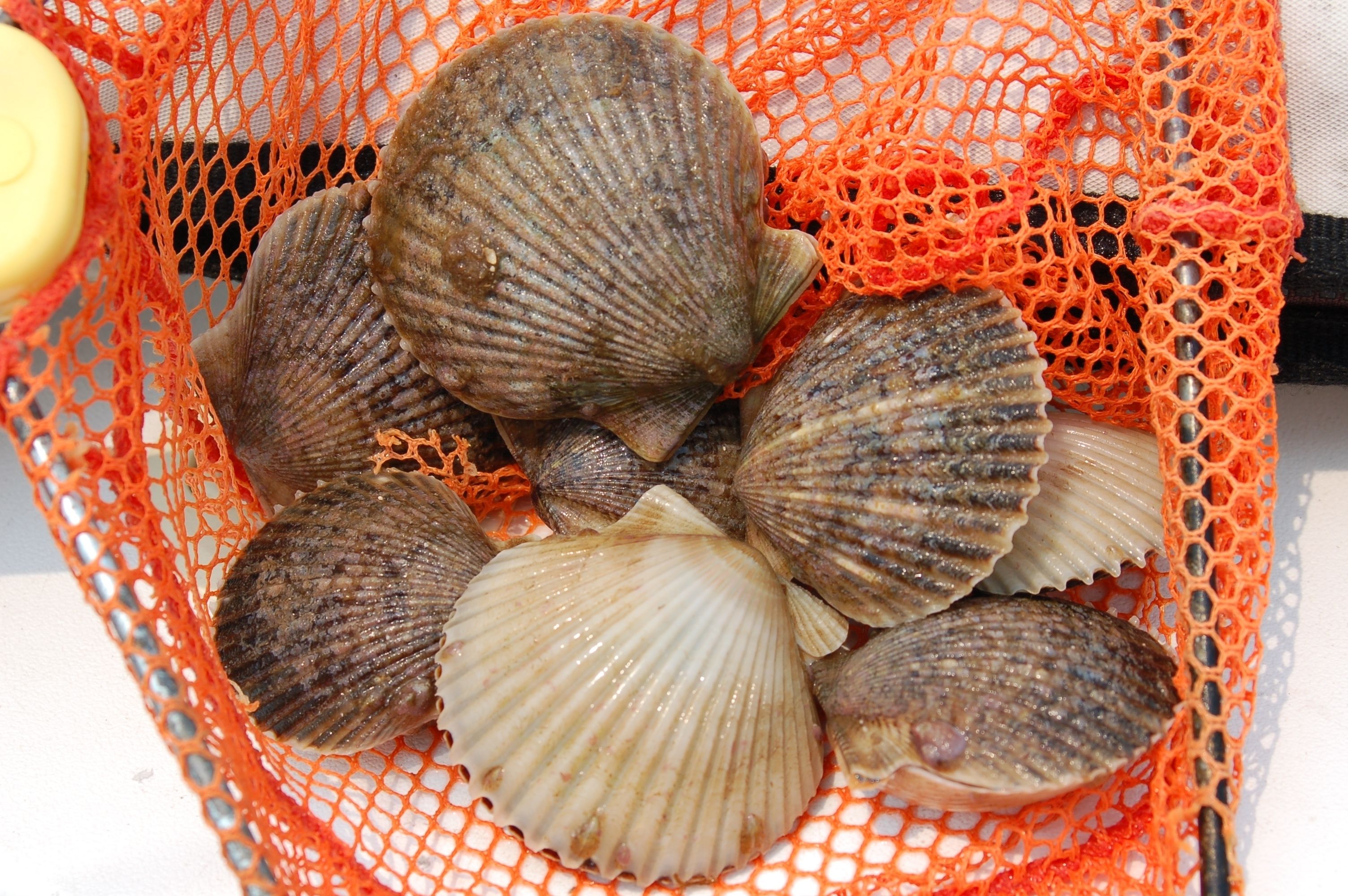 A net containing several scallops.