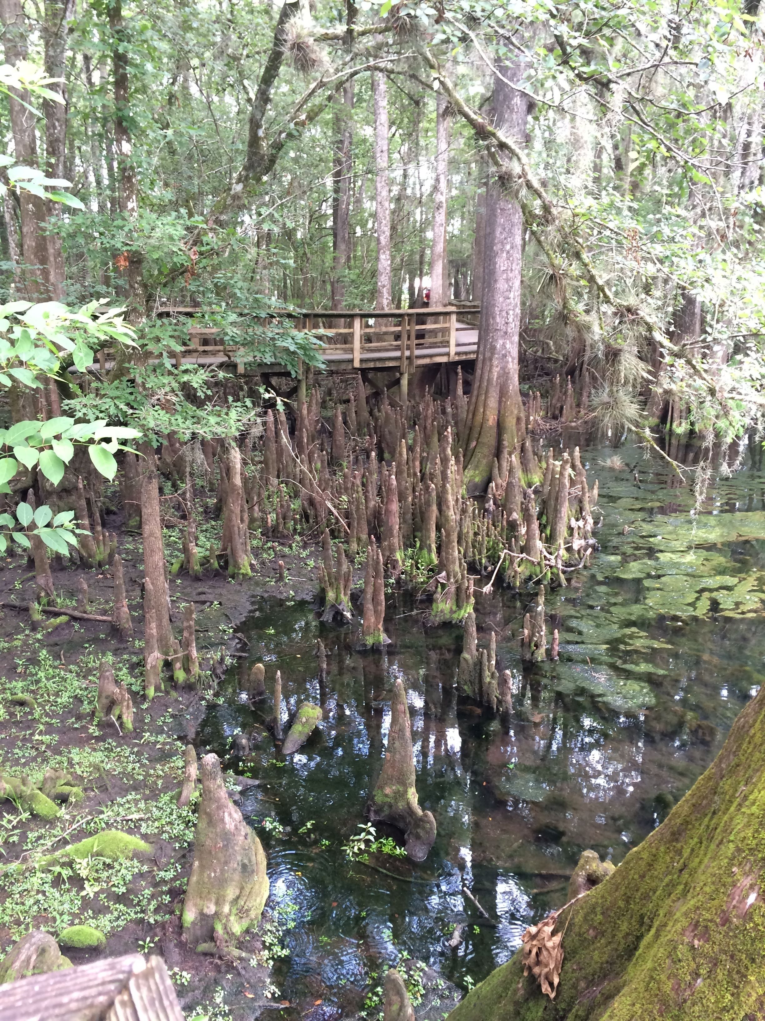 Un pont en bois enjambant une zone marécageuse, avec de l’eau et des arbres.