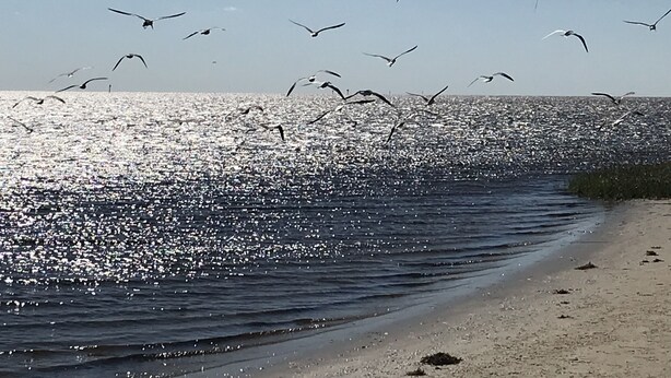 A beach with a sandy shore and a calm sea.