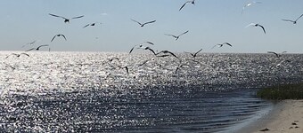 Steinhatchee River Inn