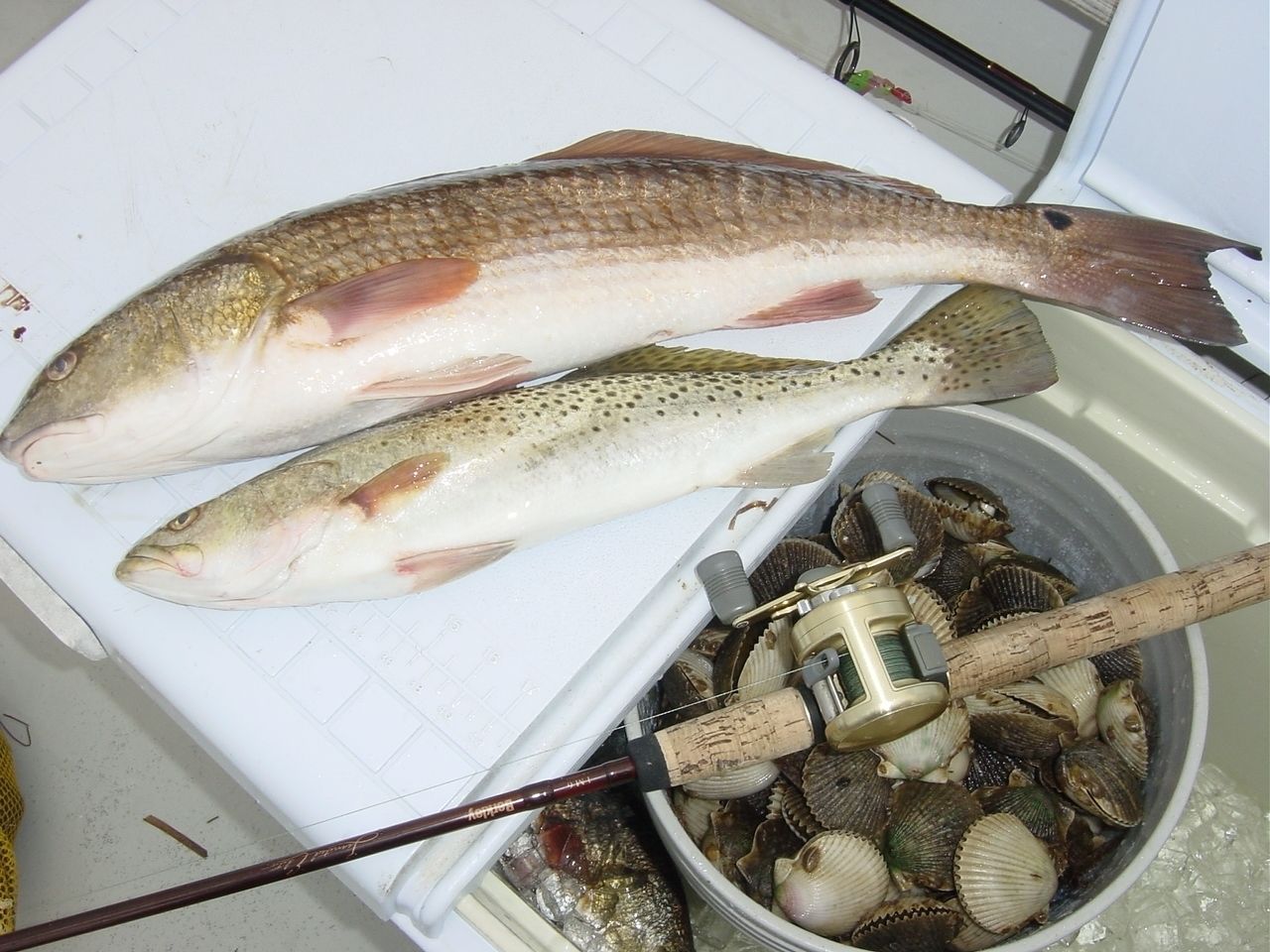 Two fish on a white surface with a bucket of clams and a fishing rod.