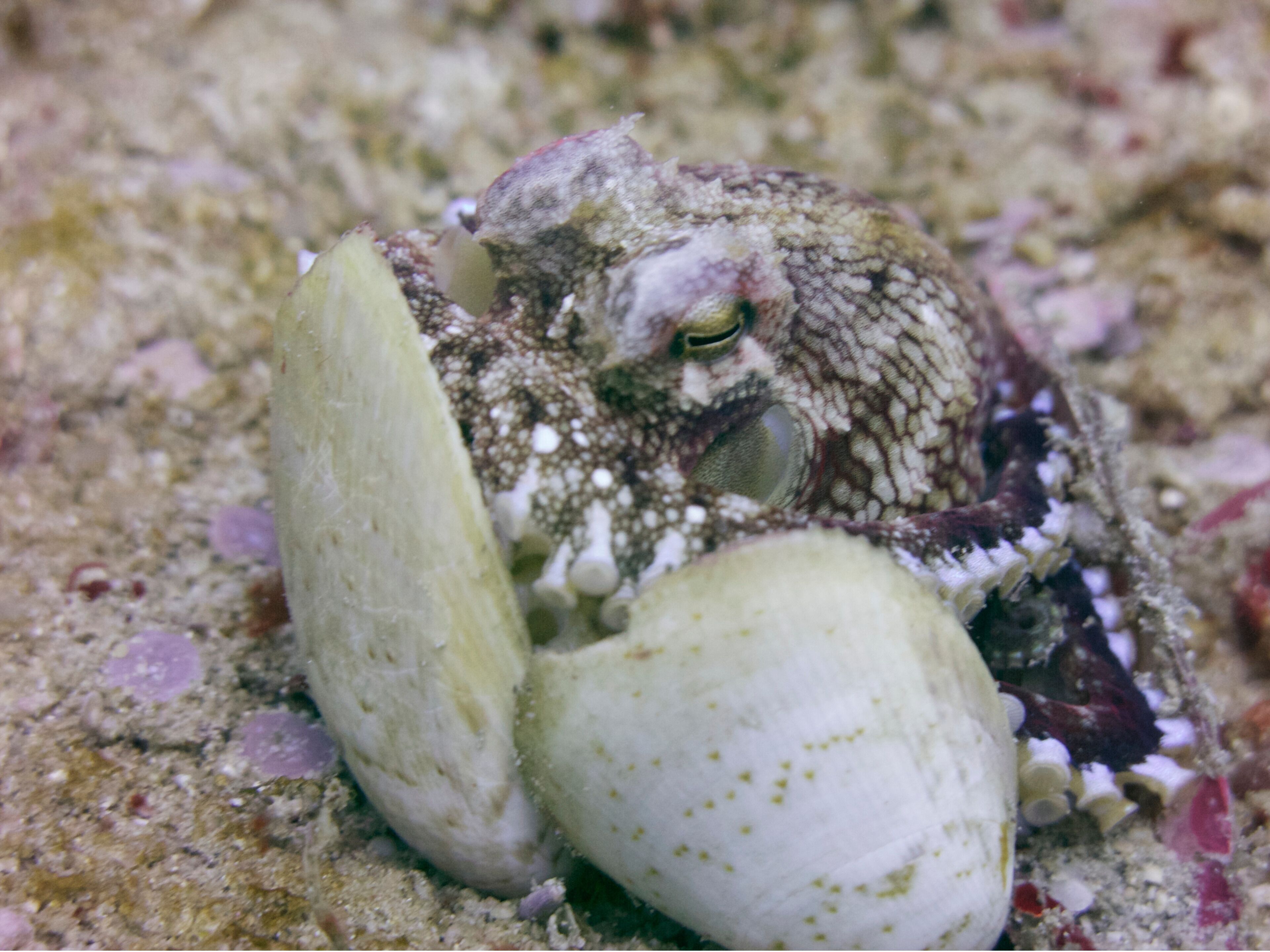 A fish with a camouflaged appearance, blending into the sandy seabed.