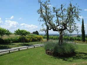 A vineyard landscape with a prominent tree and stone wall. - Le Fonti a San Giorgio (Montespertoli)