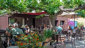 Un café al aire libre con mesas y sillas bajo un árbol, rodeado de plantas en macetas y un edificio con un letrero.