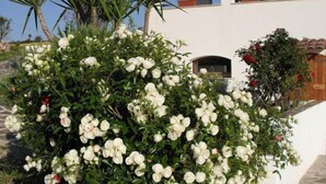 A white building with a stone staircase, surrounded by white flowering bushes and palm trees. - Il Sogno di Alghero (Alghero)
