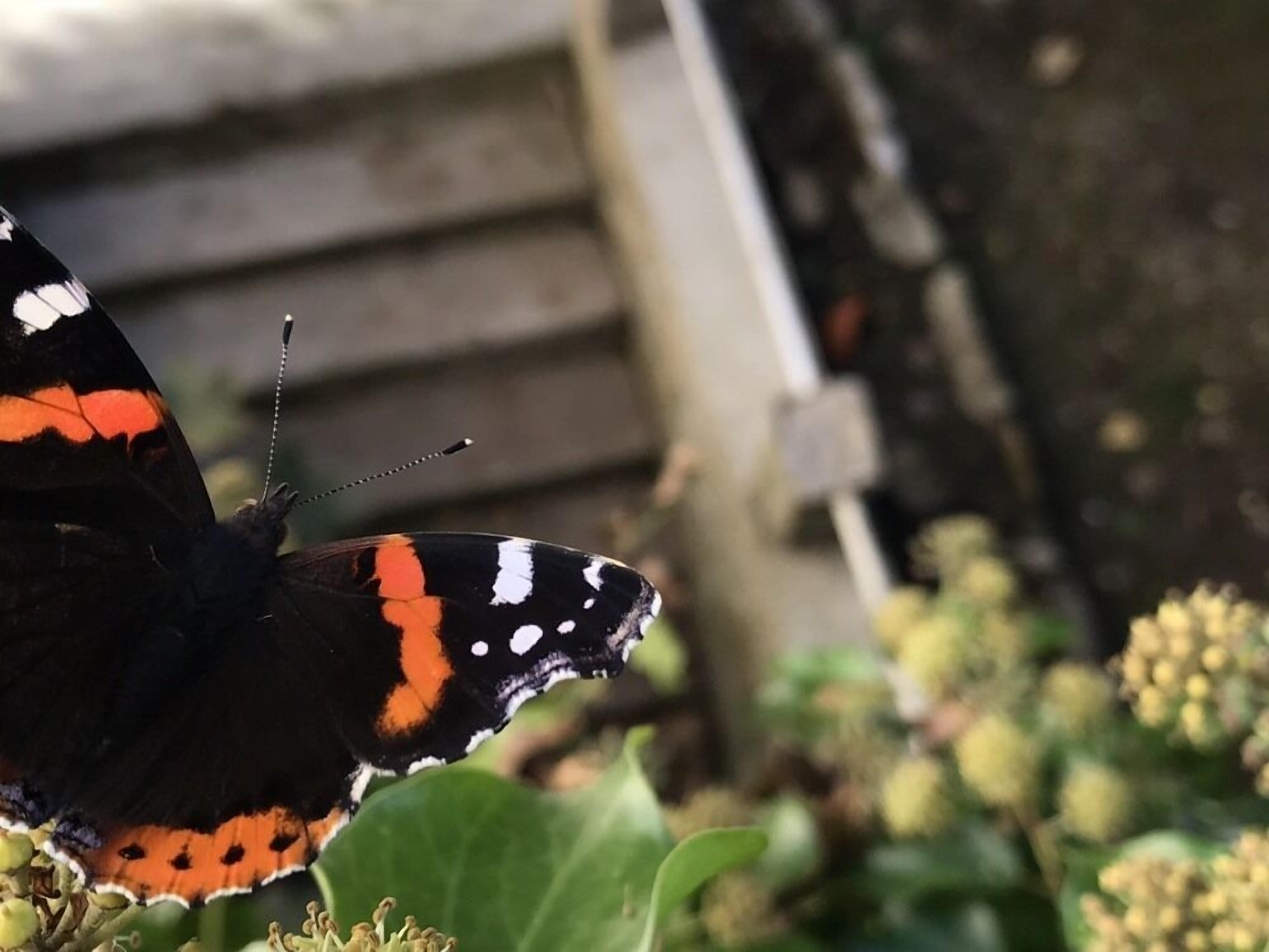 Un gros plan d’un papillon aux ailes ornées de motifs noirs, orange et blancs, posé sur un feuillage vert.