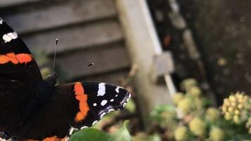 Un gros plan d’un papillon aux ailes ornées de motifs noirs, orange et blancs, posé sur un feuillage vert.