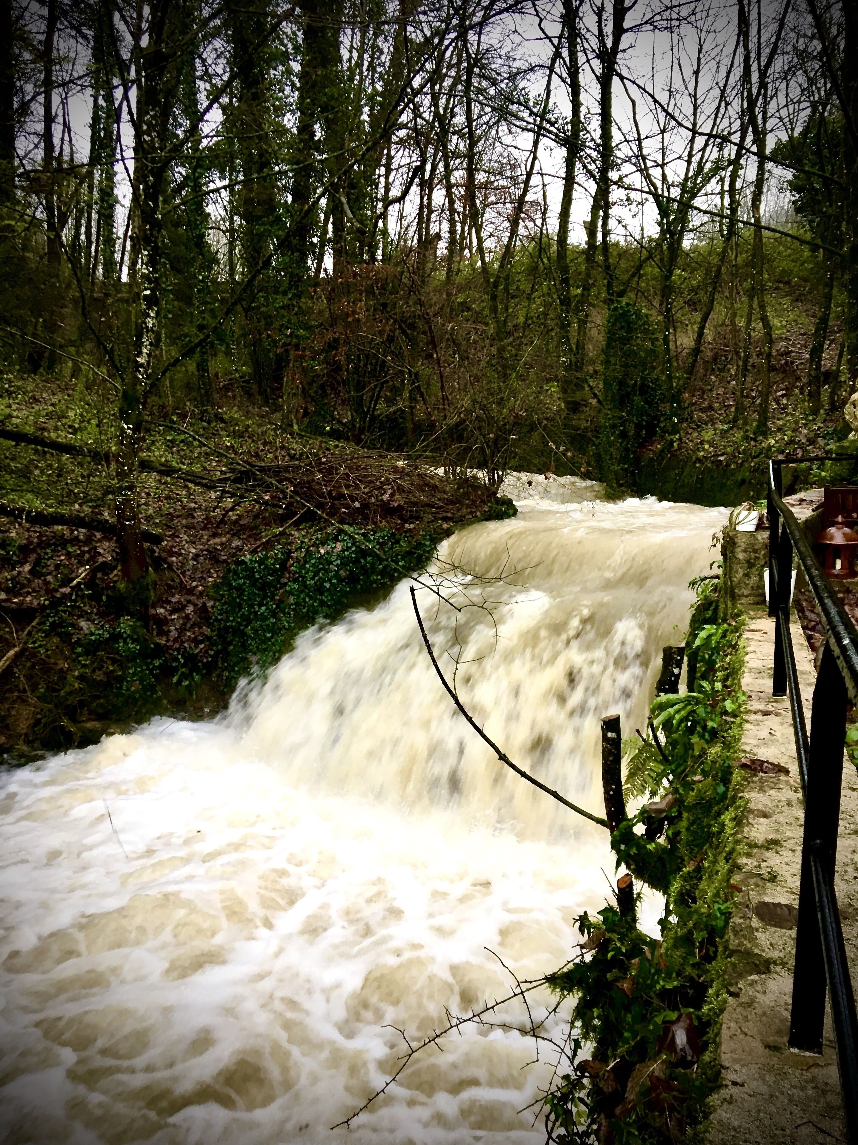 A river flowing through a forested area with a bridge in the foreground.