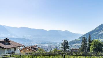 A vineyard with rows of grapevines and a town in the valley below.