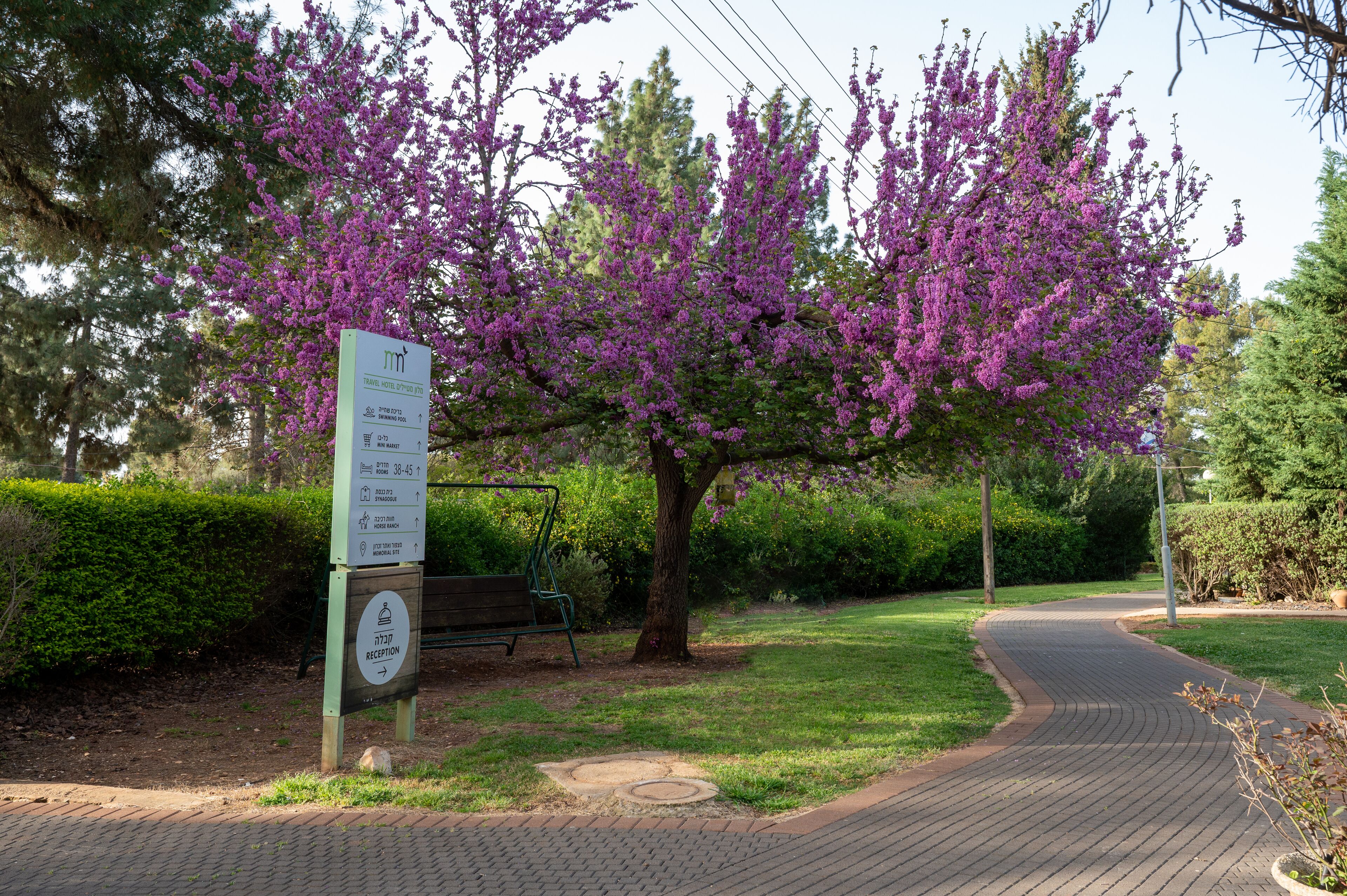 Placa de recepção com mapa e indicações, um banco e um caminho pavimentado em um parque com árvores de flores roxas.