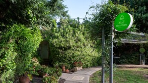 Un letrero de recepción con un símbolo de una persona y un edificio, rodeado de exuberante follaje y plantas en macetas.