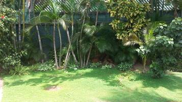 A garden with various tropical plants and a brick pathway.