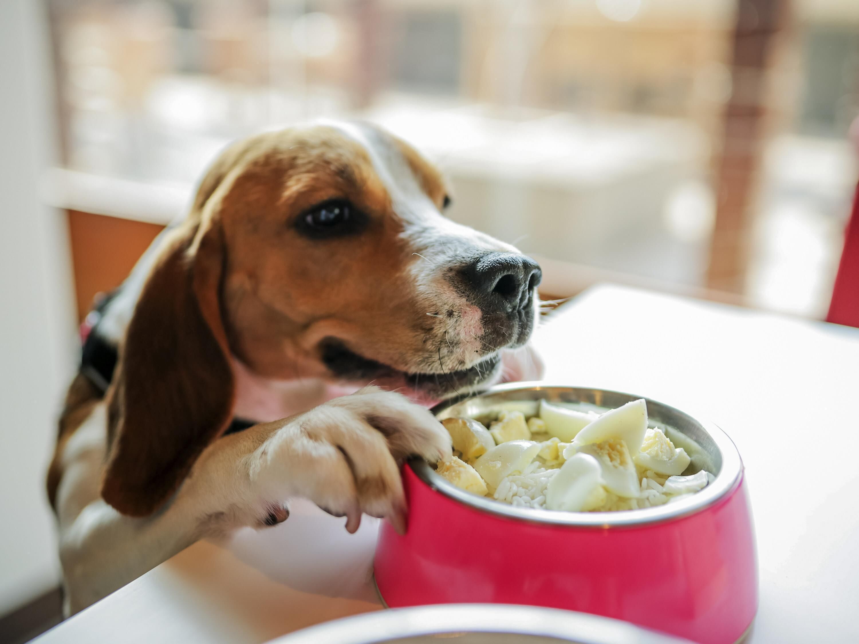 A dog eating from a pink bowl on a table.