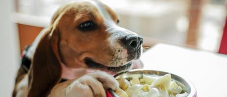 Un perro comiendo de un plato rosa sobre una mesa.