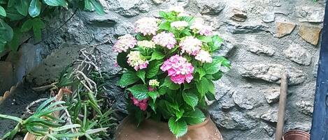 A large terracotta pot with pink flowers, a stone wall, and a wooden shelf with plants.