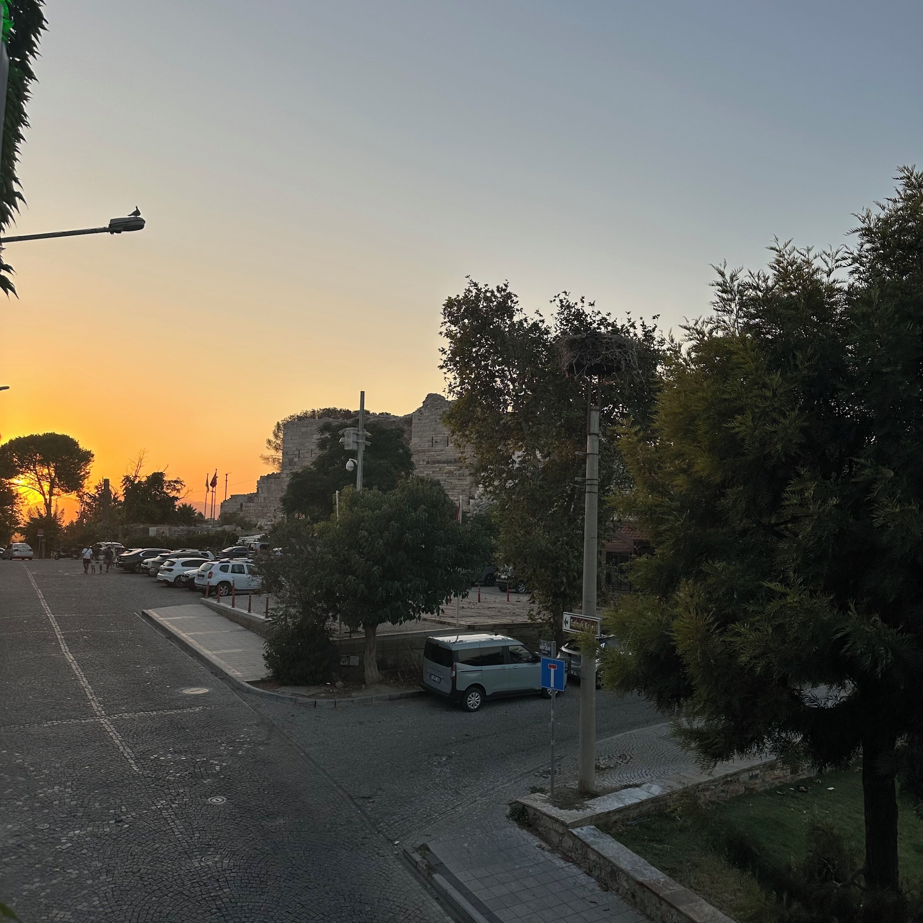 A street scene with parked cars, a pedestrian crossing, and a nest on a tree.