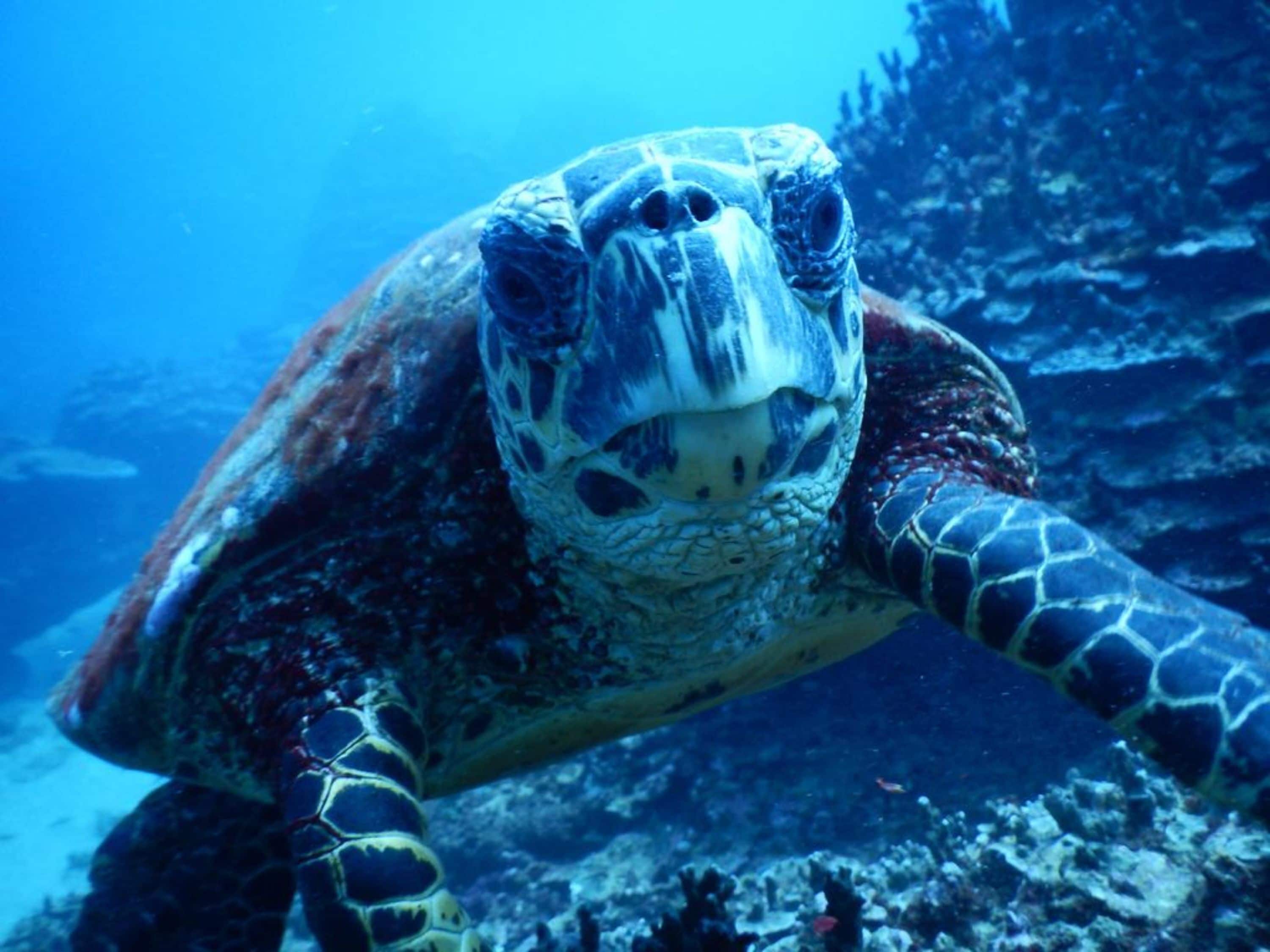 A sea turtle swimming underwater.