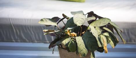 A potted plant on a table with a sofa and cushions in the background.