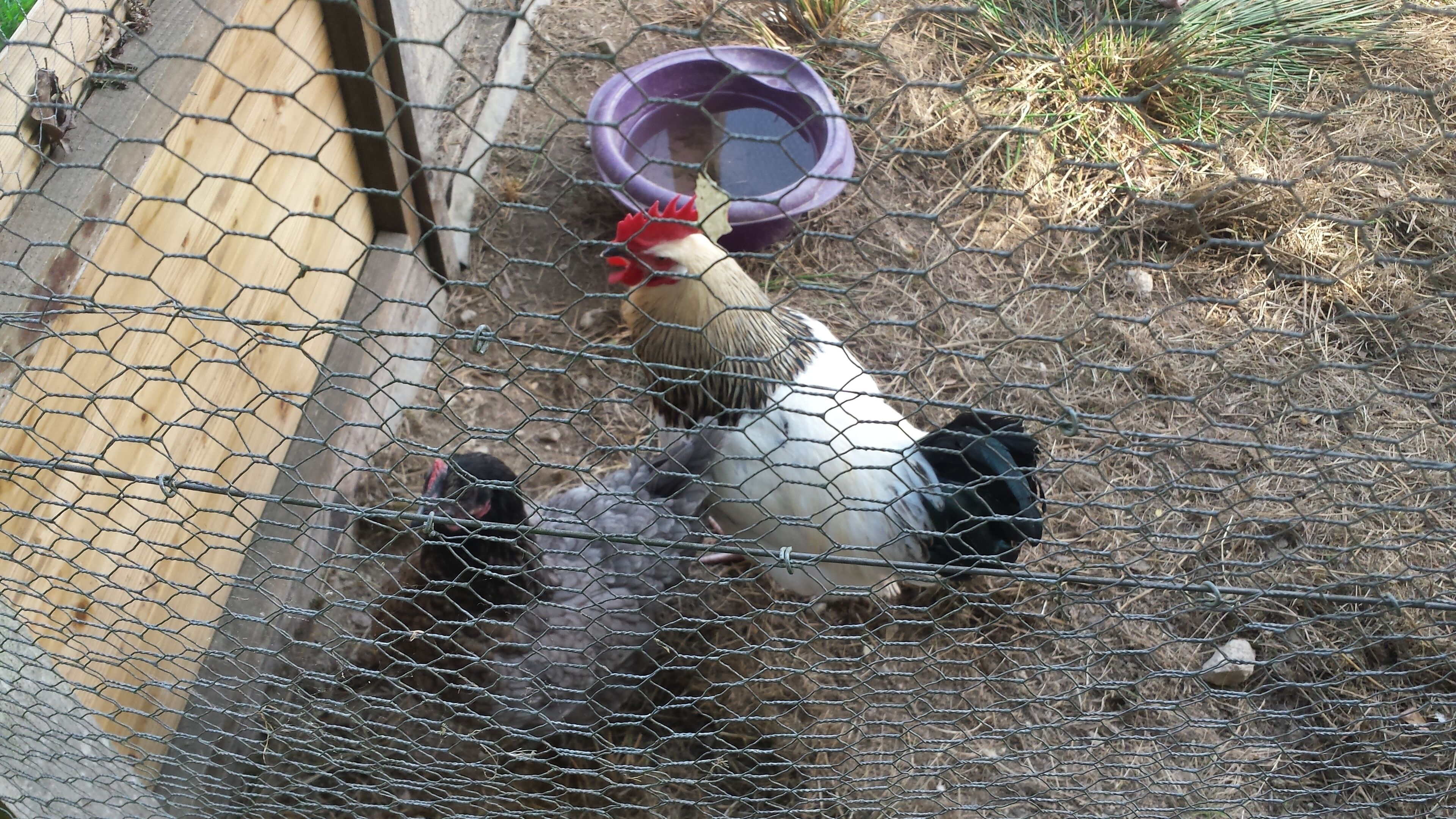 A chicken coop with wire fencing, a purple water container, and a wooden structure.