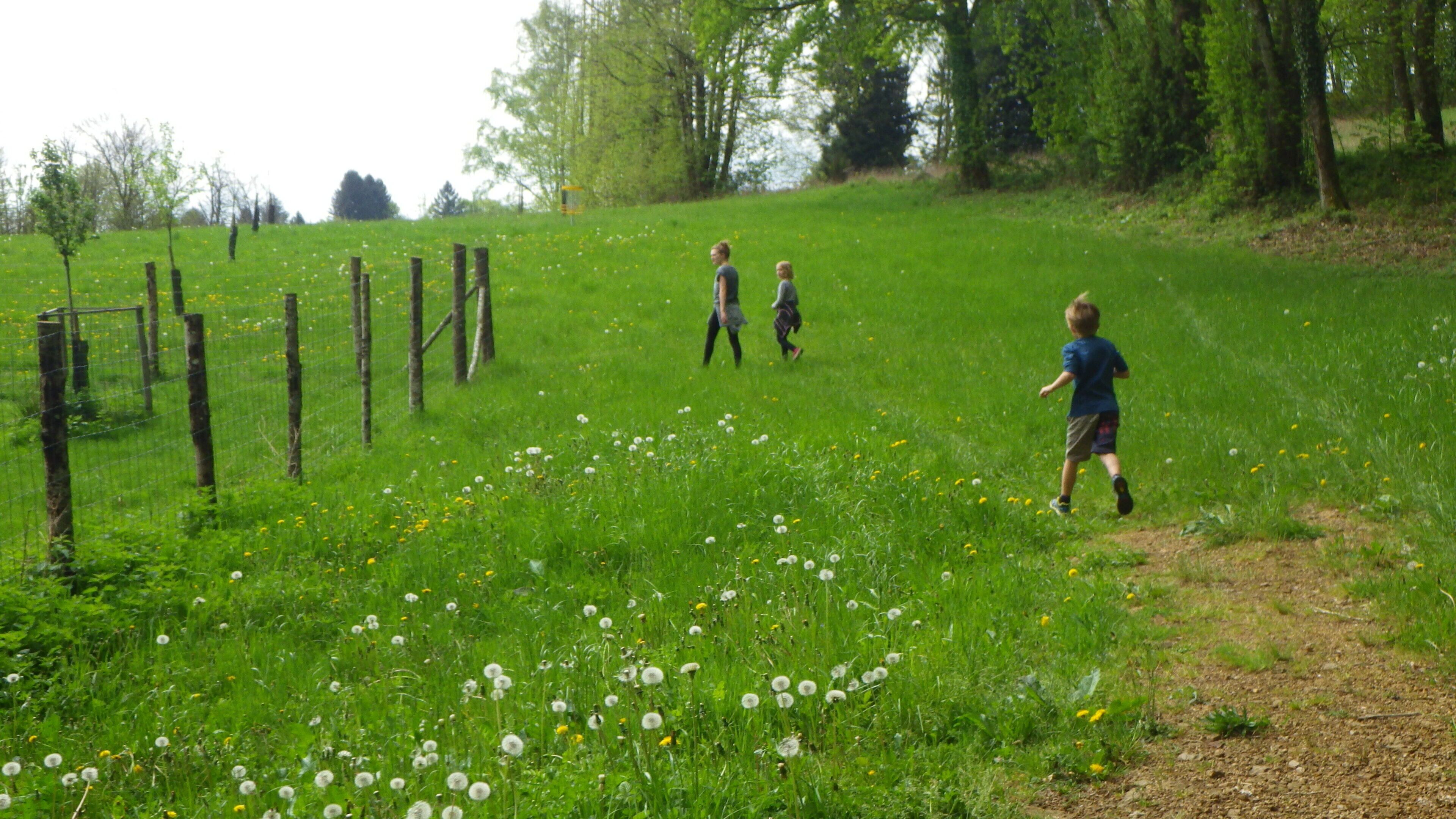 A grassy field with a fence and trees in the background.
