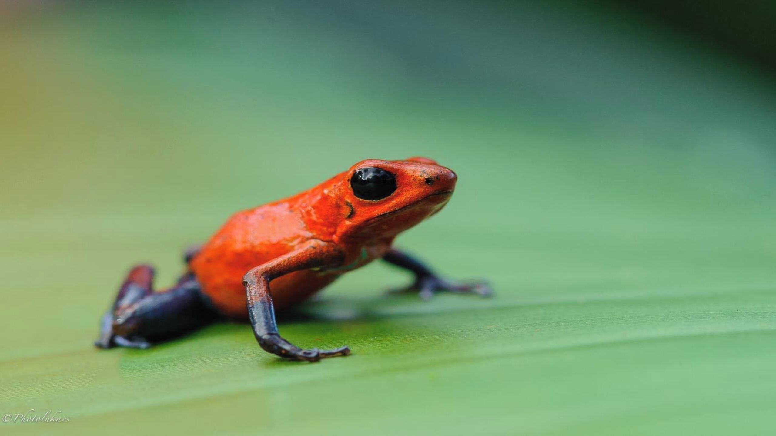 Une grenouille sur une feuille verte.