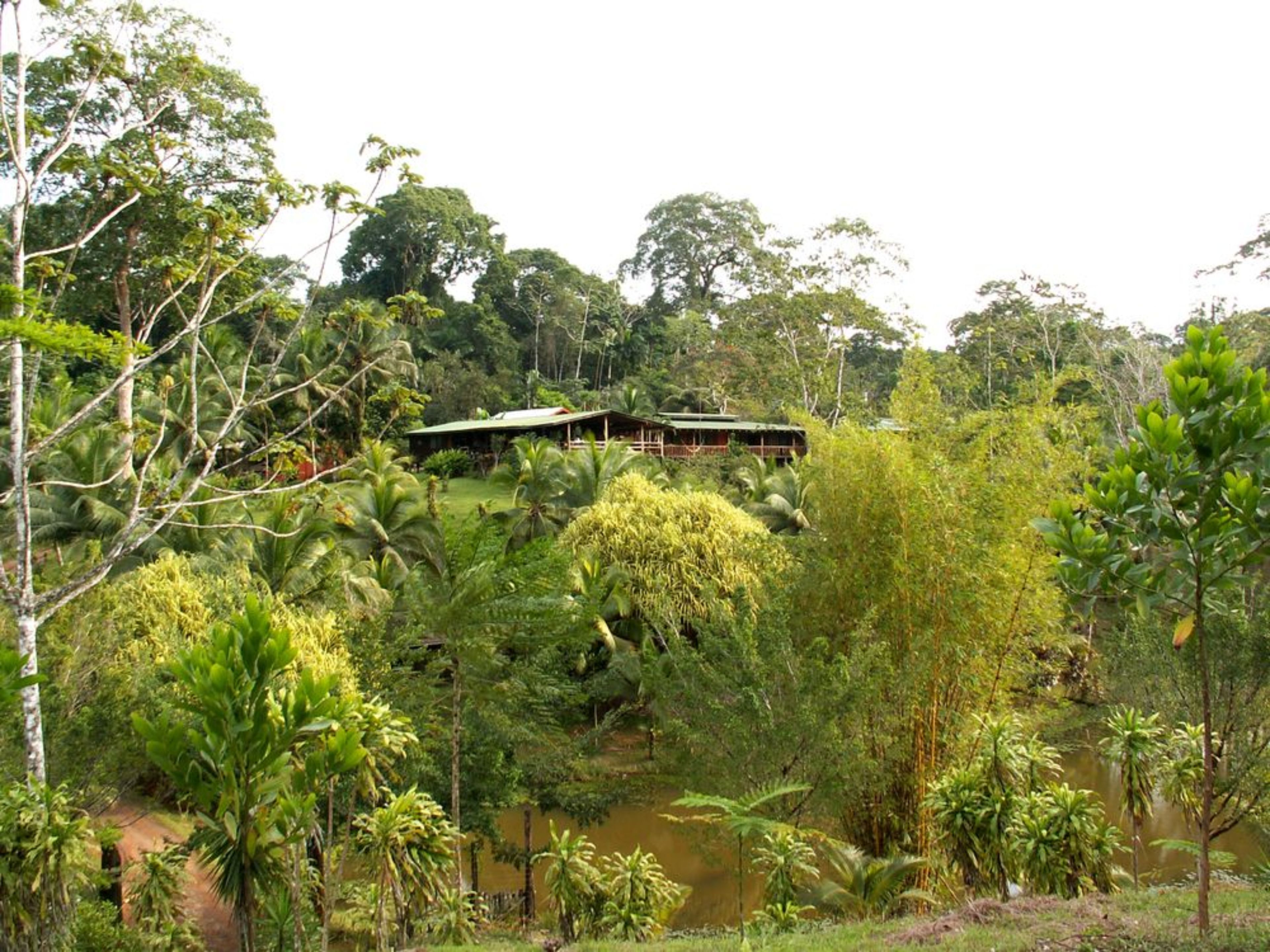 A rustic wooden house surrounded by lush greenery and a pond.