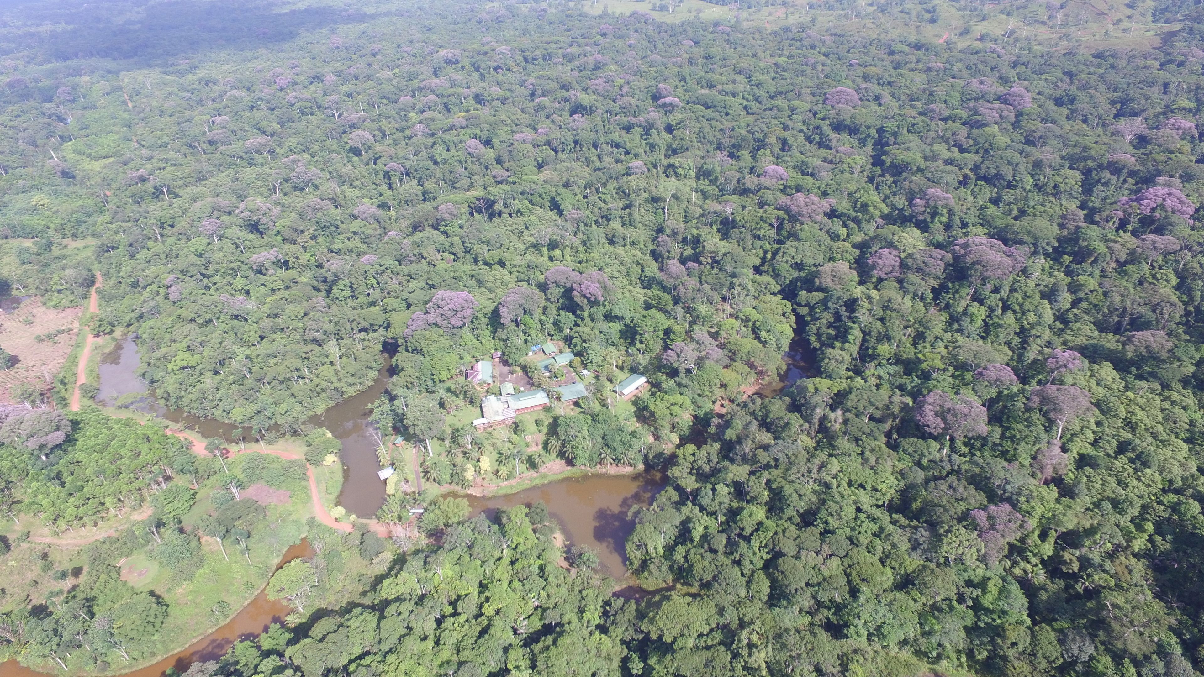An aerial view of a dense forest with a small cluster of buildings surrounded by water bodies.