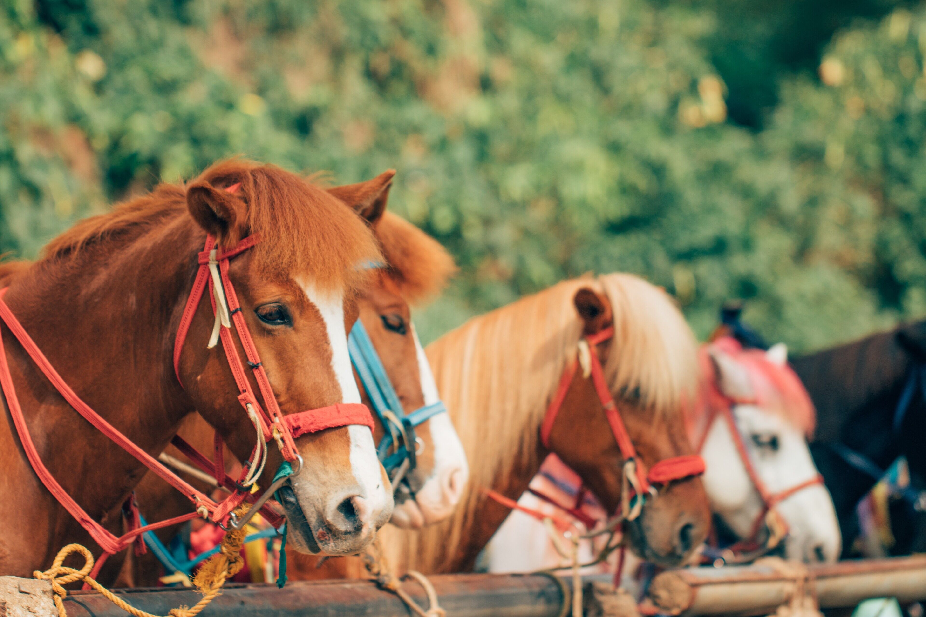 A row of horses with red and blue bridles, tied to a wooden post.