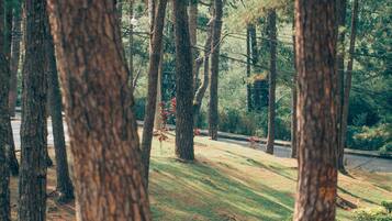 A forested area with tall trees and a road in the background.