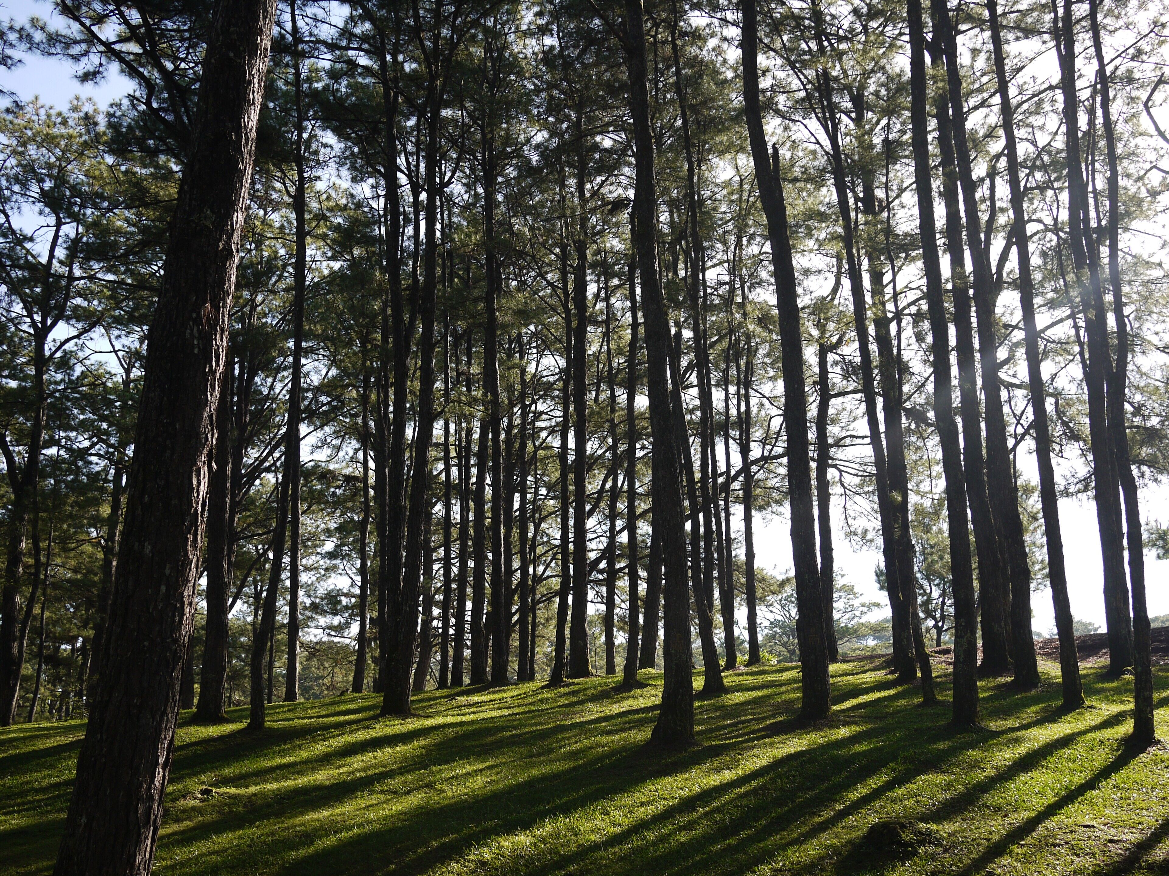 A forest with tall trees and a grassy area.