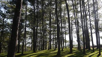A forest with tall trees and a grassy area.