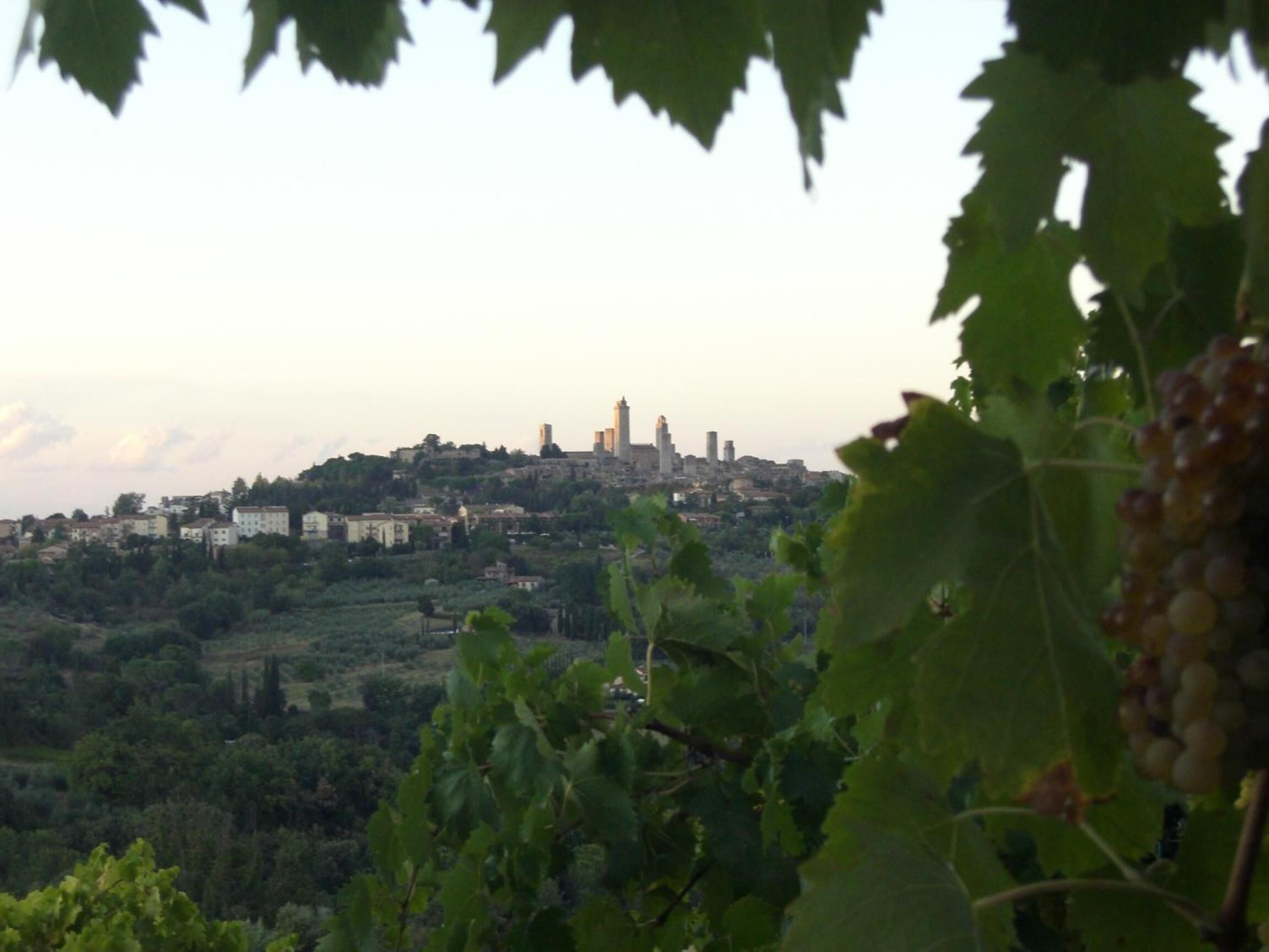 A vineyard with grapevines in the foreground and a town with buildings and a tower in the background.