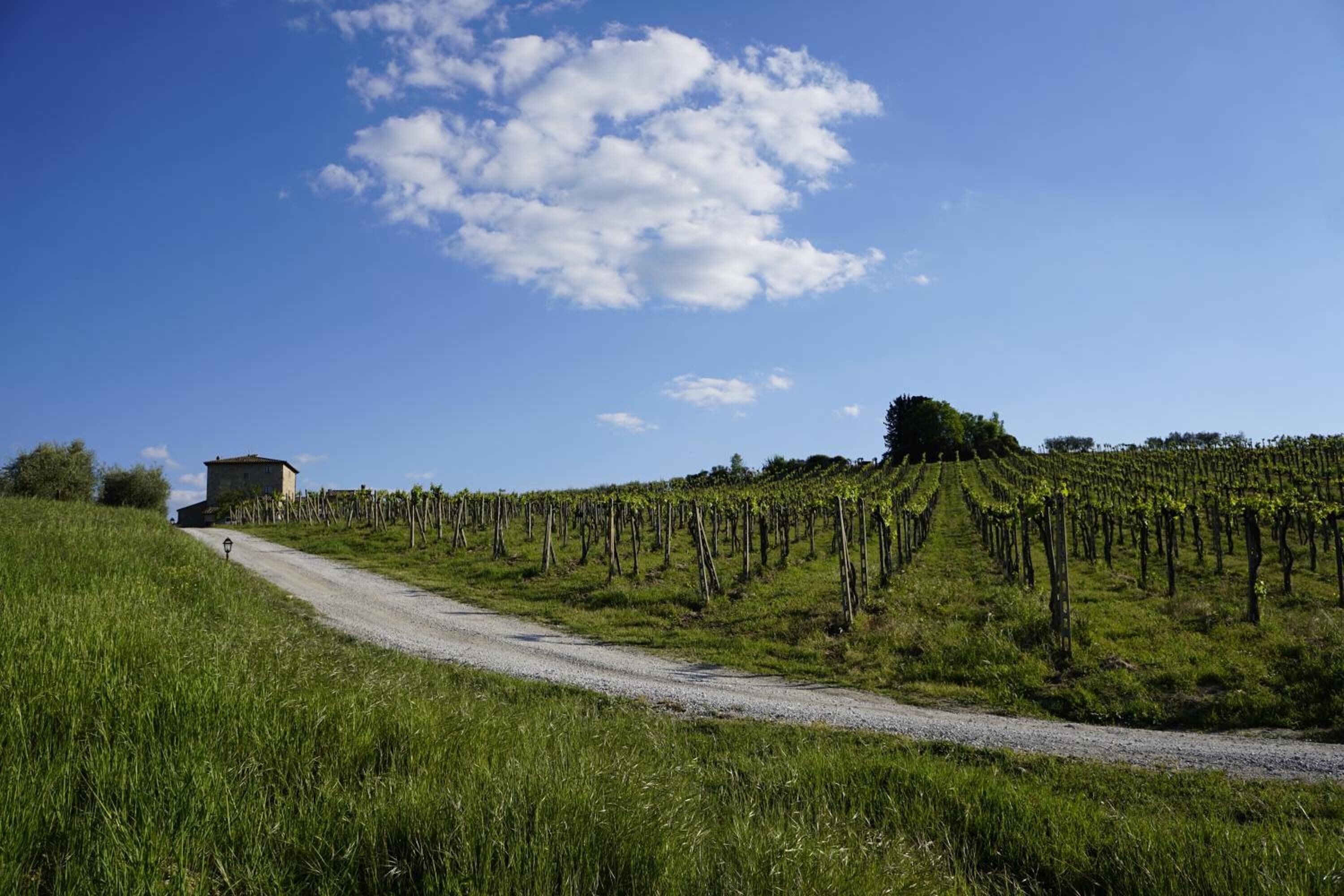 A vineyard with rows of grapevines and a building in the distance.