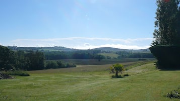 Eine Wiese mit einem kleinen Baum und einem hohen Baum rechts.