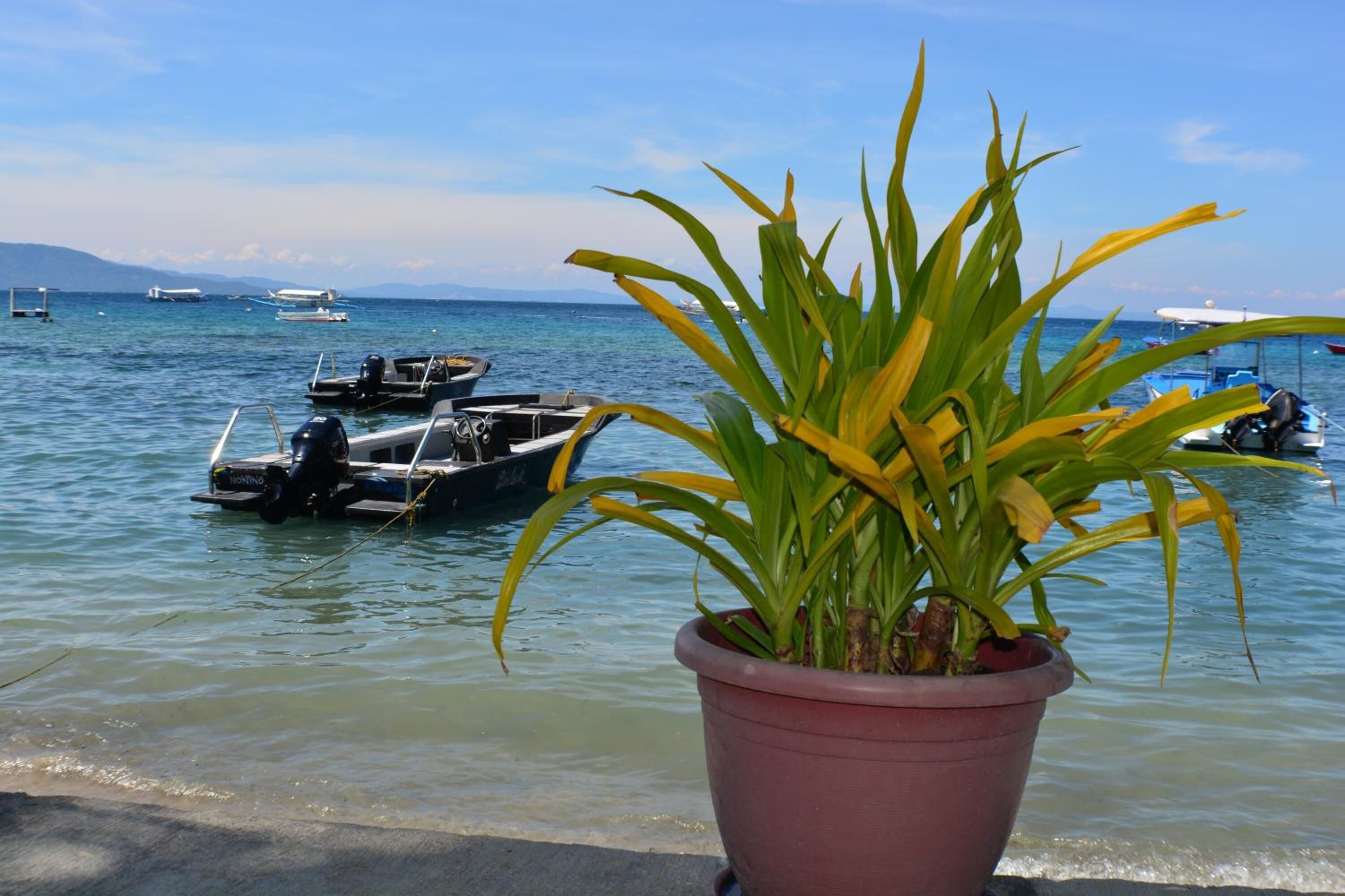 A potted plant in the foreground with a view of boats on the water in the background.